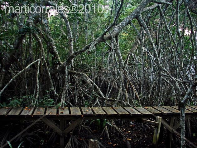 Muelle de la Laguna de Cacao