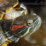 Fauna de Honduras thumbnail 2