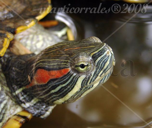 tortuga
