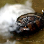 Fauna de Honduras thumbnail 1