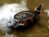 Tortuguita