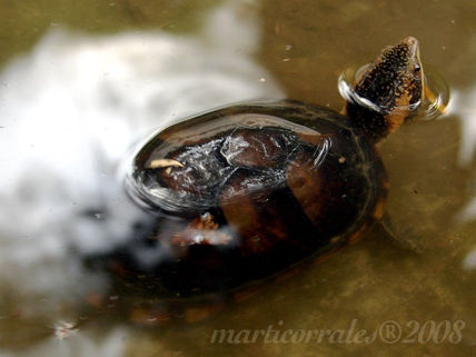 Tortuguita