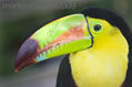 Tucan