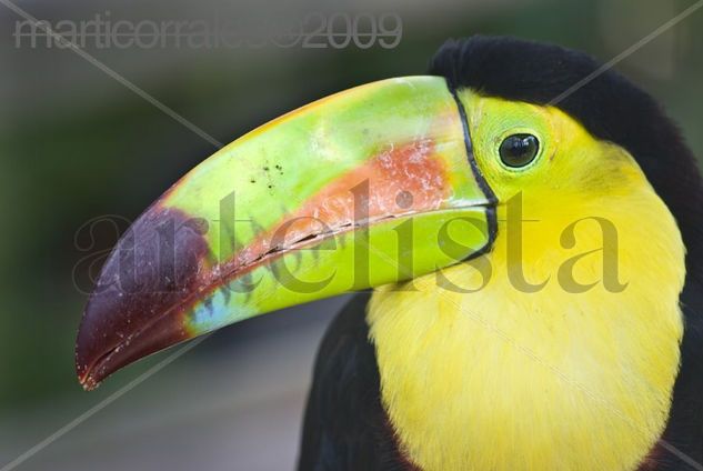 Tucan Nature Color (Digital)