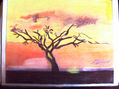 arbol de la sabana
