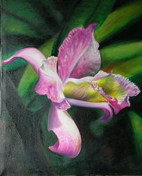 Orquidea