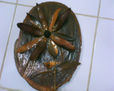 Flor