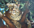 leopardo