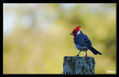 pajaro campana