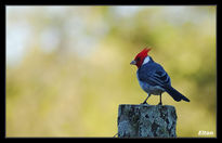 Pajaro campana