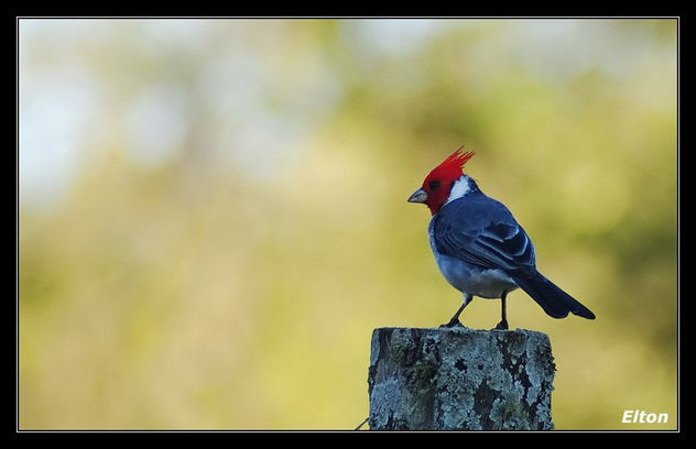 pajaro campana