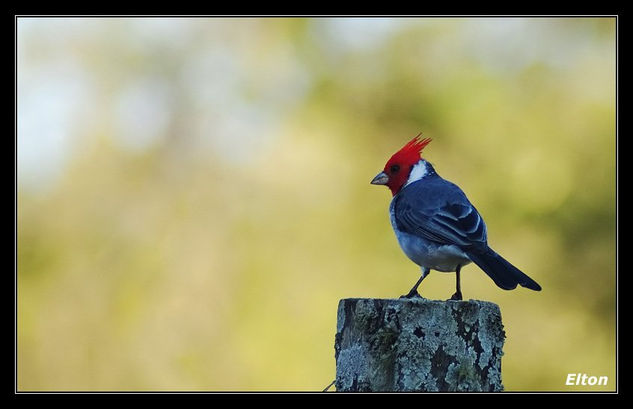 pajaro campana 