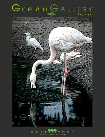 La Garza | N20100016 Nature Alternative techniques