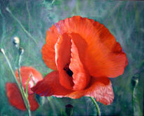 Amapola