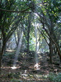 La luz que llega...