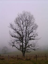 El Arbol de mis...