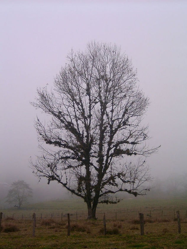 El Arbol de mis Indiferencias,,,