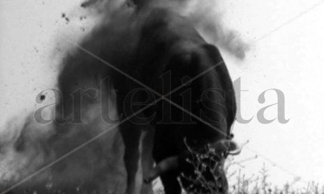 Toros