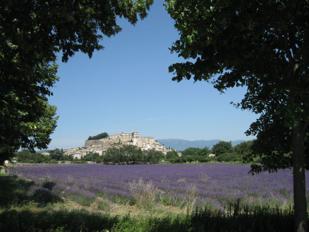 Un campo de lavanda en Grignan 