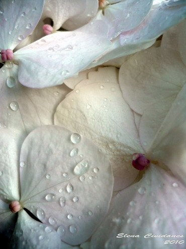 Hortensia-1