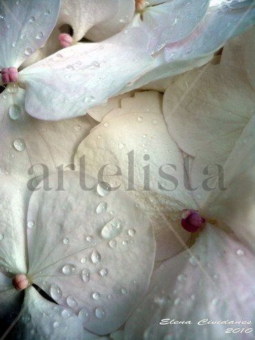 Hortensia-1 