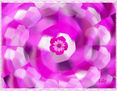 FRACTAL Y FLOR