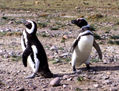 Pinguinos de Magallanes