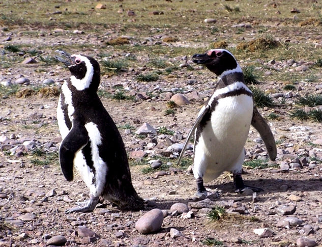 Pinguinos de Magallanes Naturaleza Color (Química)