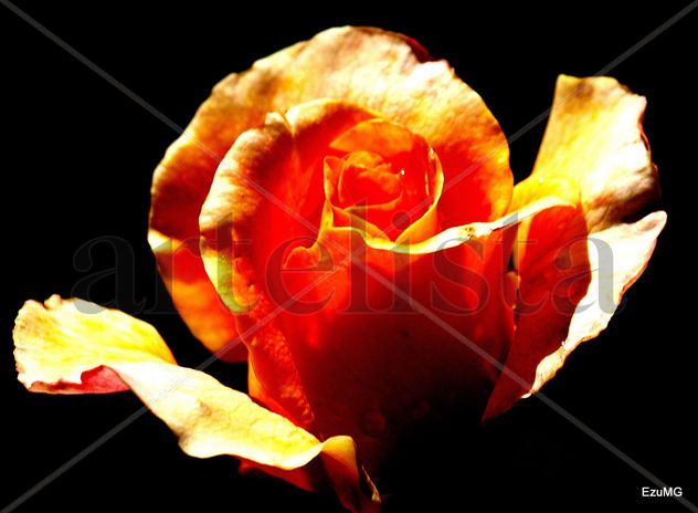 ROSA