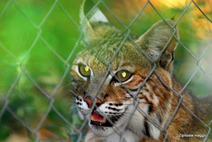 Gato montes