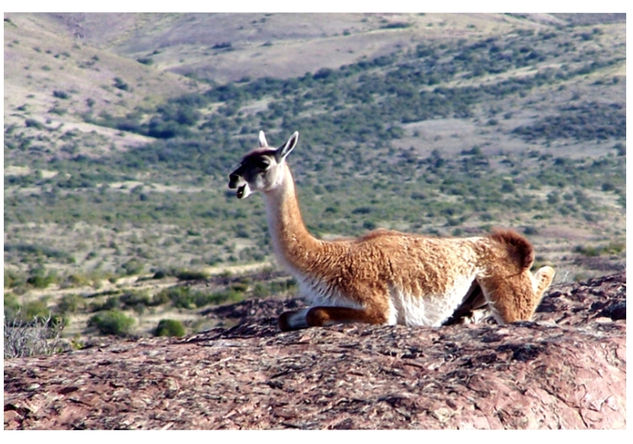 Guanaco (Lama guanicoe) Nature Color (Digital)