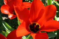 Flor Roja