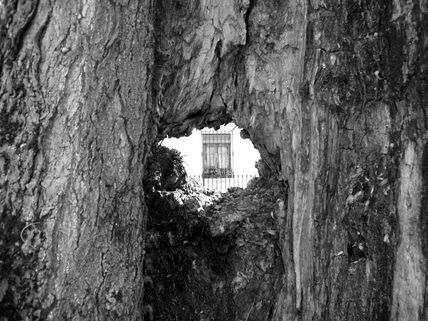 El Ojo del Árbol