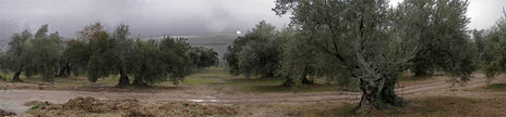 Olivos