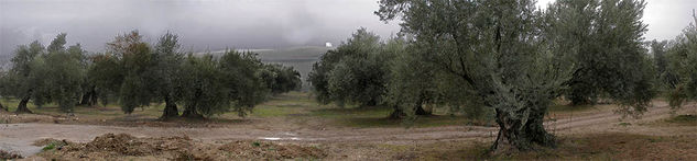 Olivos Naturaleza Color (Química)