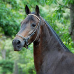 CABALLOS thumbnail 1