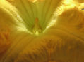 flor del calabacin