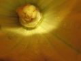 calabaza