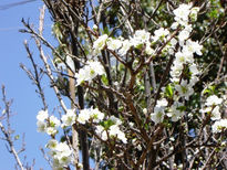 Flores blancas