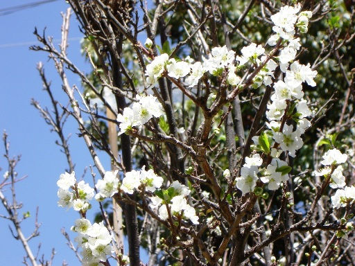 FLORES BLANCAS Naturaleza Color (Química)