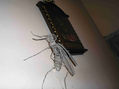 Mosquito en Alambre