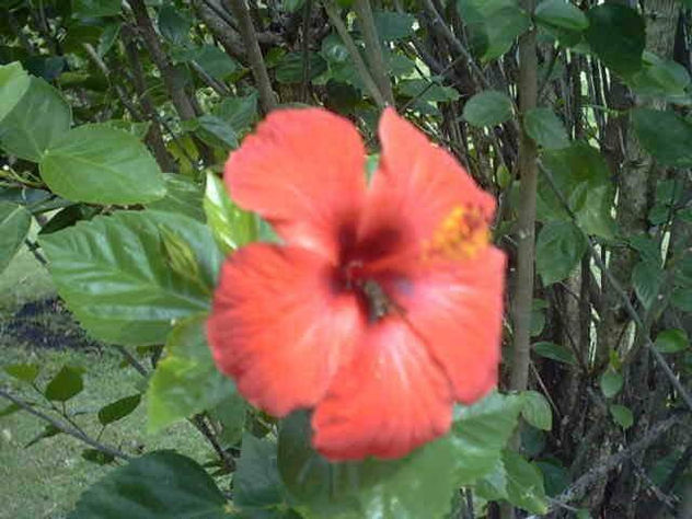 ABEJA LIBANDO