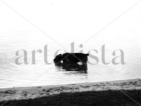 Perro acuatico