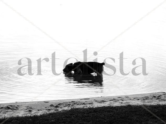 PERRO ACUATICO