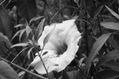 FLOR DE CAMPO