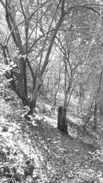 Bosque