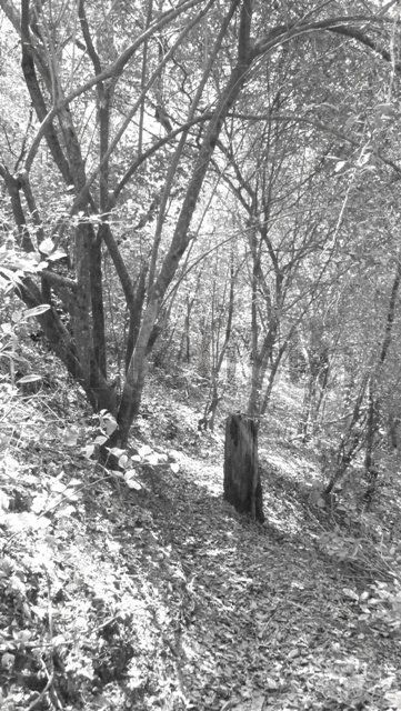 Bosque