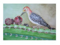 victoria bujanos -pajaro carpintero