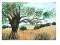 concepcion fermin - olivo en trigal 36x26