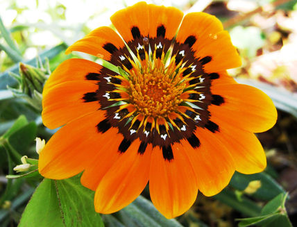 Armonia